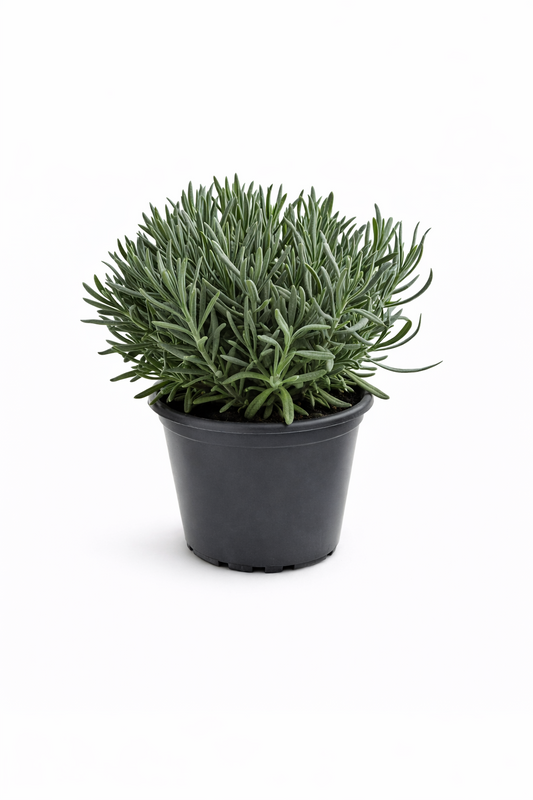 Lavendel Pflanze im Topf (Lavandula)  Aromatische Kräuter Duftpflanze