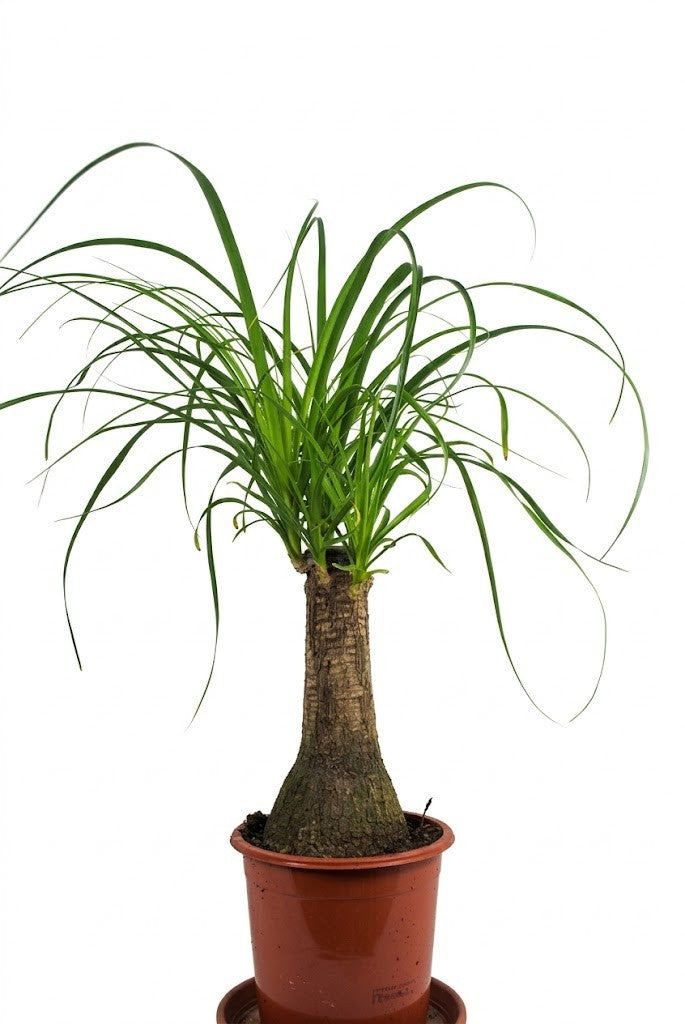 Nolina Elefantenfuß – Prachtexemplar - kräftige Pflanze - Höhe ca. 65 cm