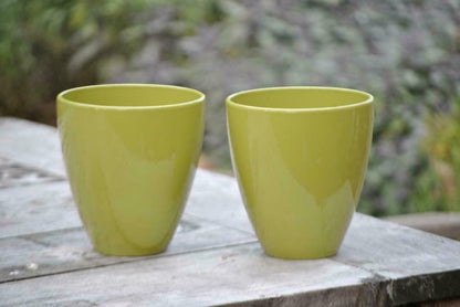 Echte Aloe Vera,medizinisch,ca.45cm, große Pflanzen im 14er Keramiktopf,2 Farben