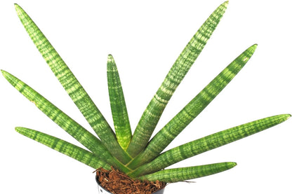 Sansevieria cylindrica Fan Bogenhanf pflegeleicht Zimmerpflanze Luftverbesserung