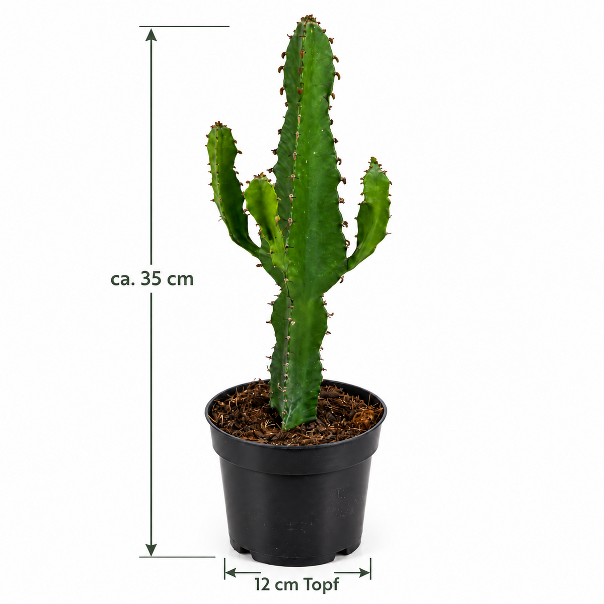 Euphorbia Ingens ca. 35 cm Wolfsmilch Sukkulente Zimmerpflanze pflegeleicht