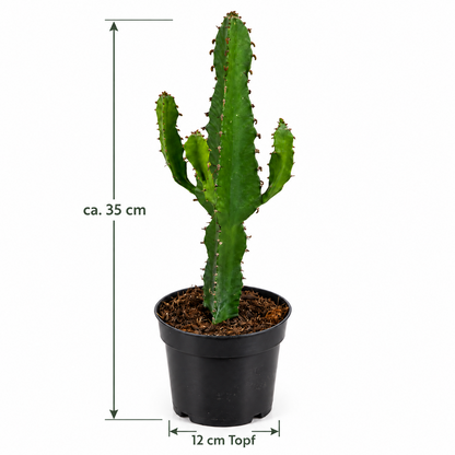 Euphorbia Ingens ca. 35 cm Wolfsmilch Sukkulente Zimmerpflanze pflegeleicht