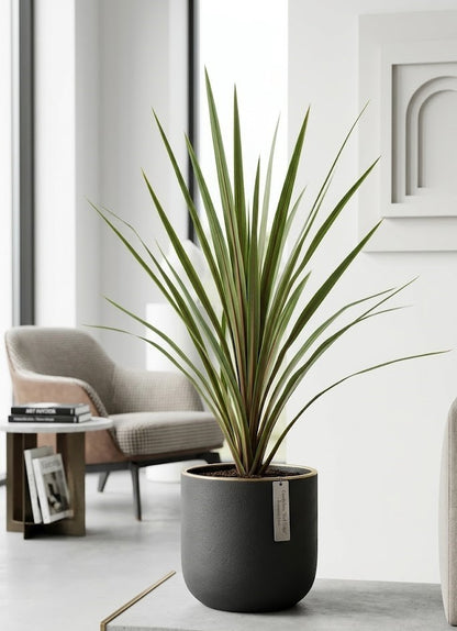 Cordyline australis Keulenlilie – 70cm – Exotische Pflanze - bedingt frosthart
