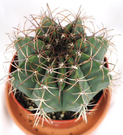 Melocactus maxonii Kugelkaktus Kakteen Sukkulenten 11er Topf K 16