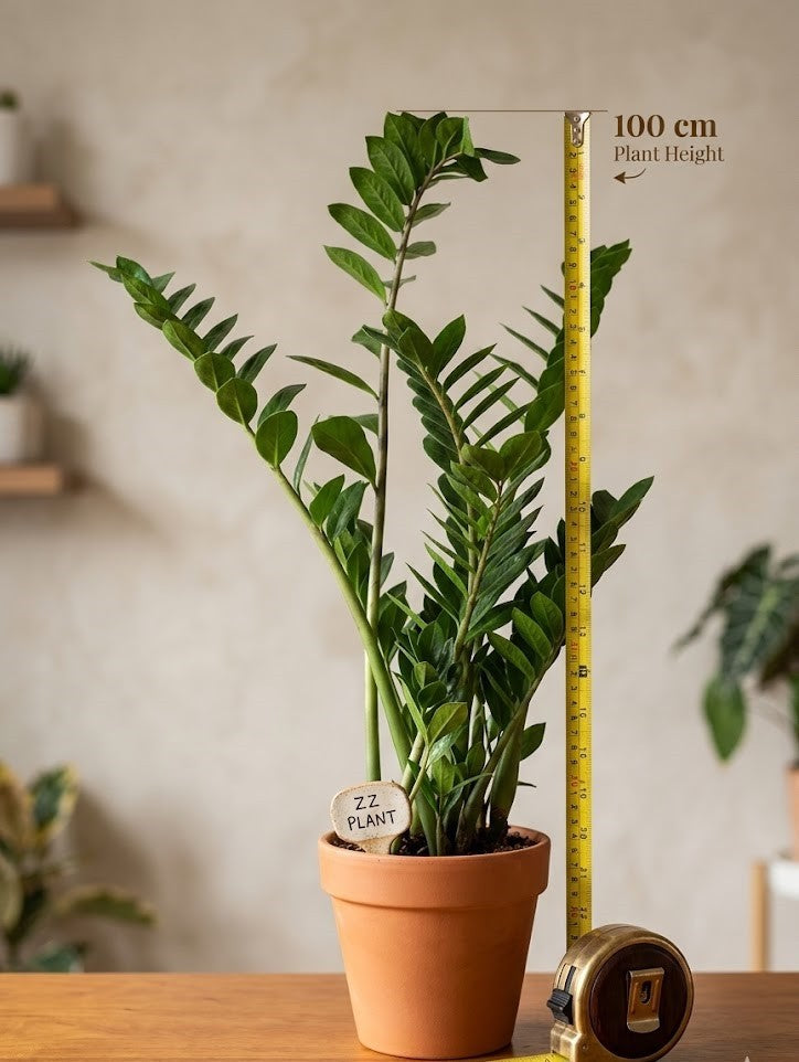 Zamioculcas Zamiifolia – Glücksfeder ca. 100cm, XXL Zimmerpflanze, pflegeleicht