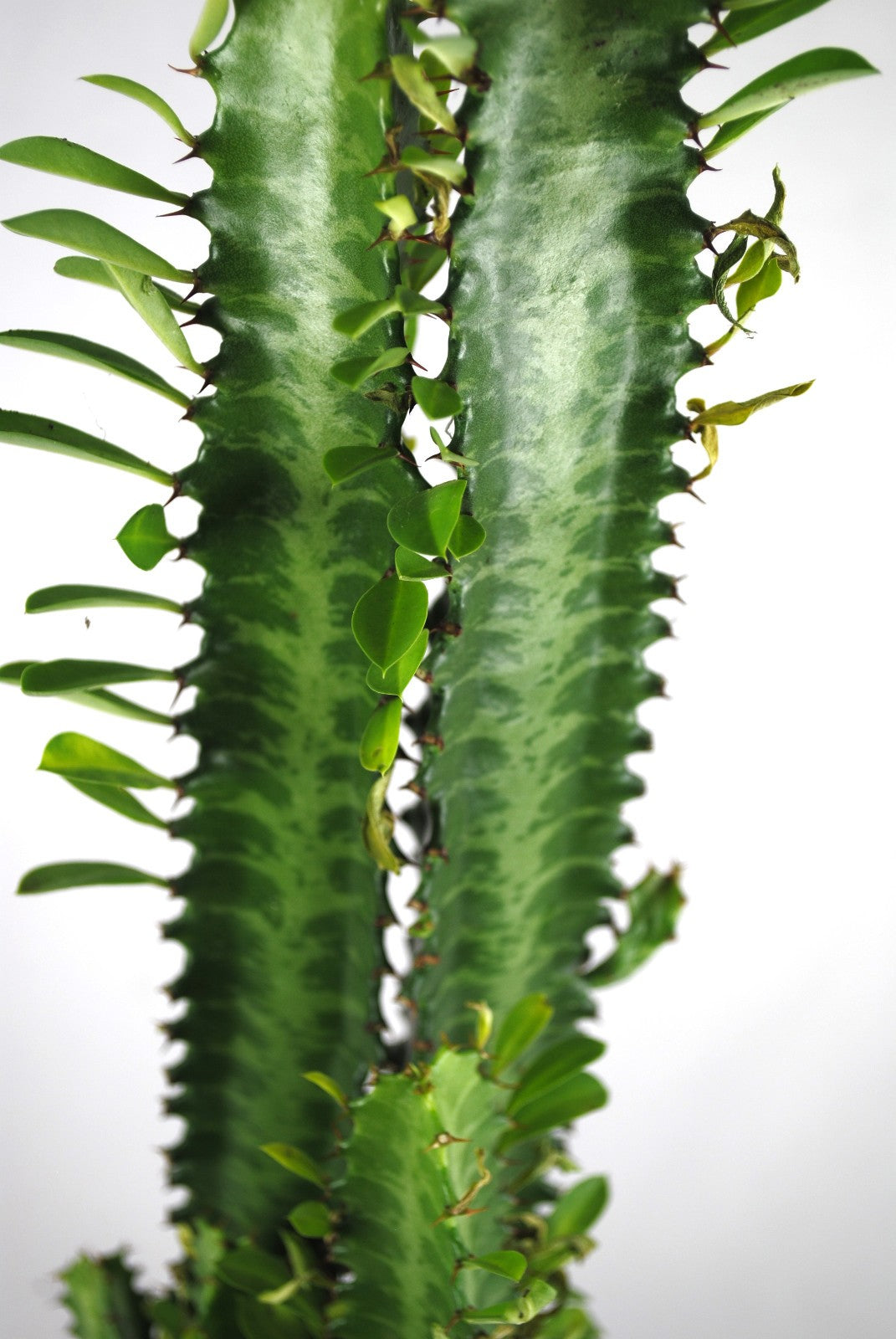 Euphorbia Trigona ca.70cm hoch- Afrikanischer Milchbaum,Sukkulente, 17cm Topf