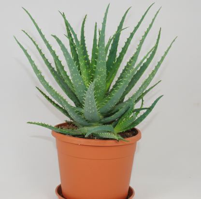 Aloe arborescens,große kräftige Heilaloe,20er Topf,ca.45cm hoch