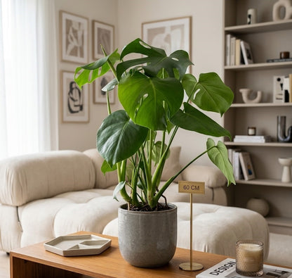 Monstera Deliciosa,Fensterblatt, Zimmerpflanze, 60cm, große Blätter,Urban Jungle