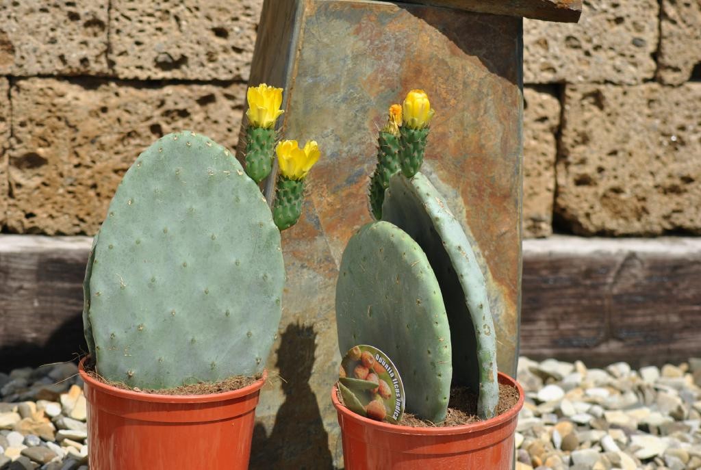 Opuntia ficus indica - Feigenkaktus -  Doppelblatt -  Große Pflanzen - 40cm hoch