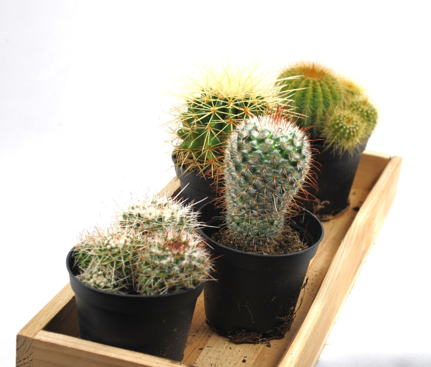 Kakteensortiment 4 Töpfe Echinocactus Parodia Mammilaria jeweils im 9er Topf