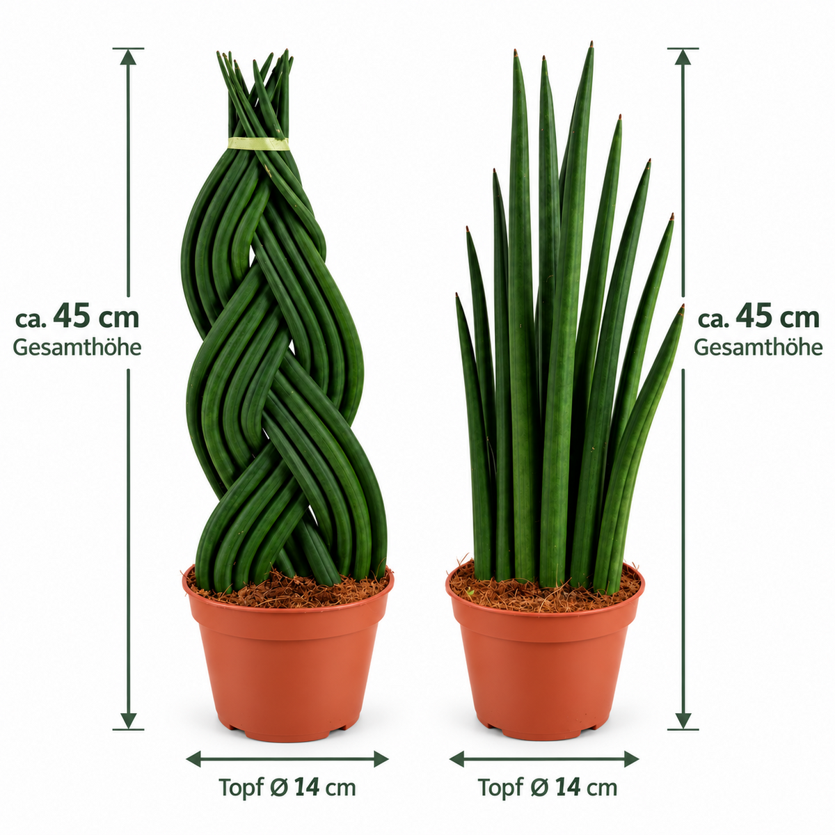Sansevieria Cylindrica ca. 45 cm Bogenhanf Zimmerpflanze Gerade & Geflochten