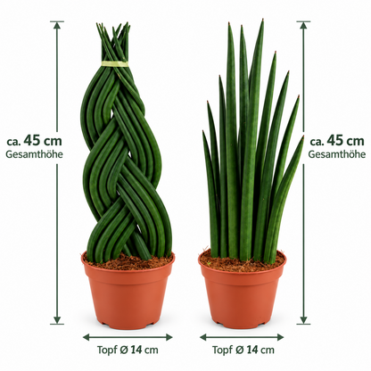 Sansevieria Cylindrica ca. 45 cm Bogenhanf Zimmerpflanze Gerade & Geflochten