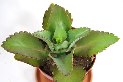 Kalanchoe lativirens Brutblatt exoische Sukkulente  pflegeleichte  Zimmerpflanze