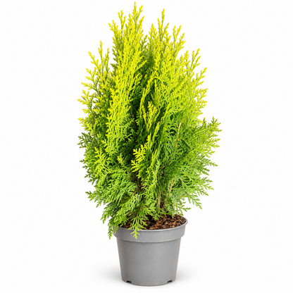 Scheinzypresse Chamaecyparis lawsoniana 4 Sorten winterhart immergrün Konifere