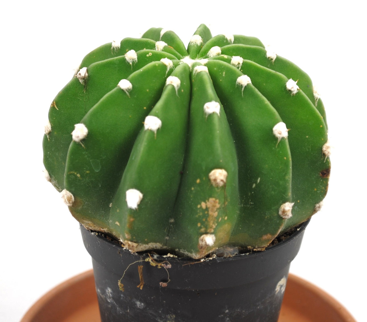 Echinopsis subdenudata Seeigel-Kaktus Solitärkaktus 9er Topf K 6