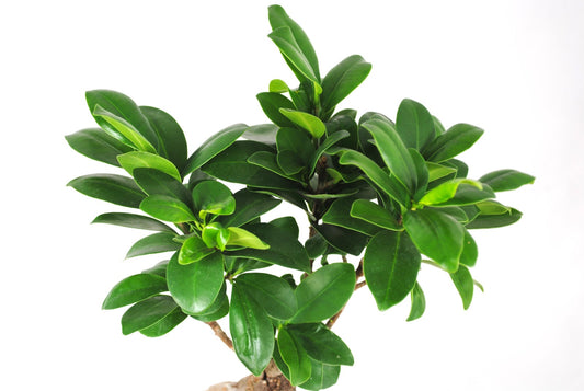 Ficus ginseng,chinesische Feige,Lorbeerfeige,35cm,im dekorativen Keramiktopf