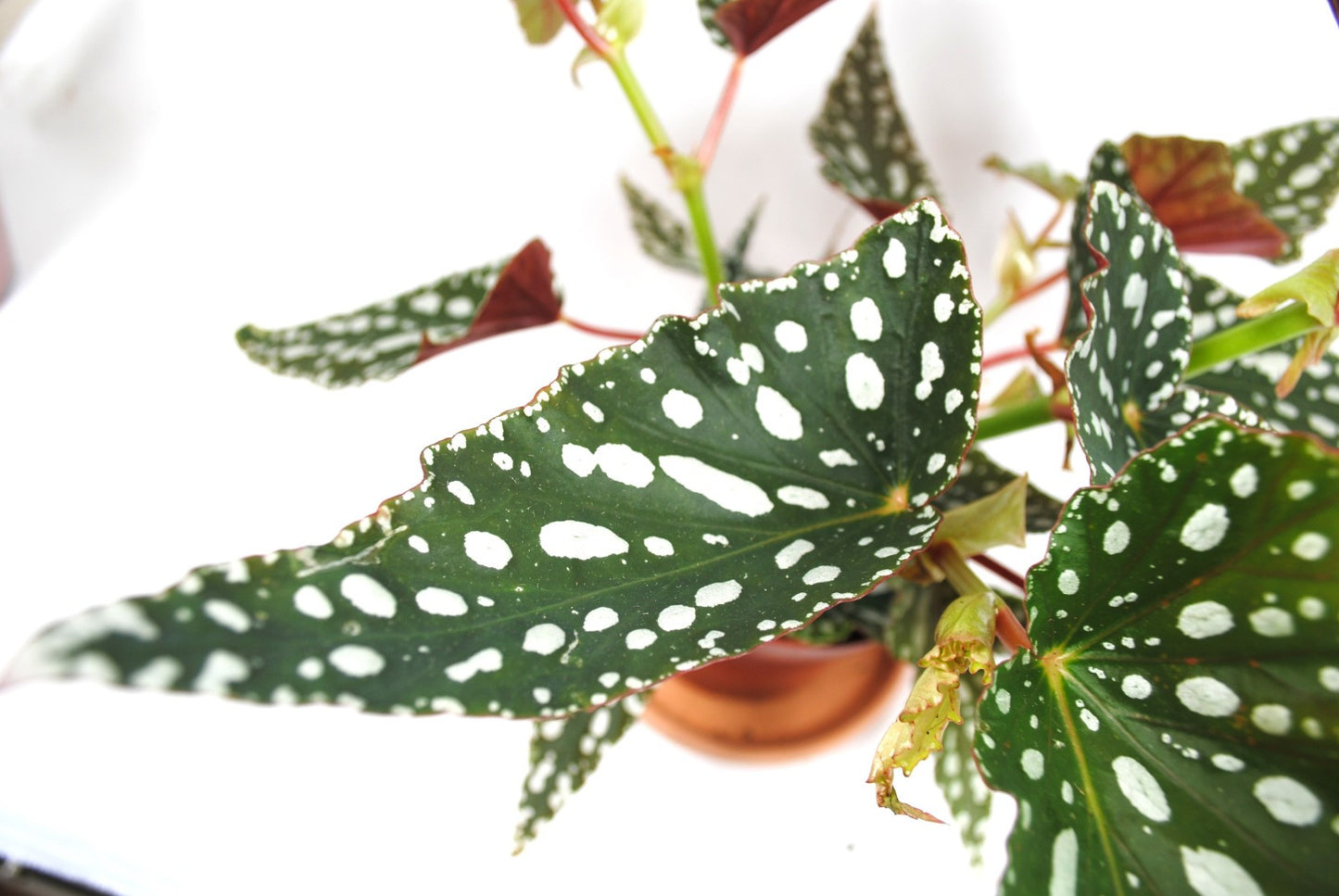 Begonia Maculata – Forellenbegonie – Polka Dot Pflanze –sehr dekorativ - ca.55cm