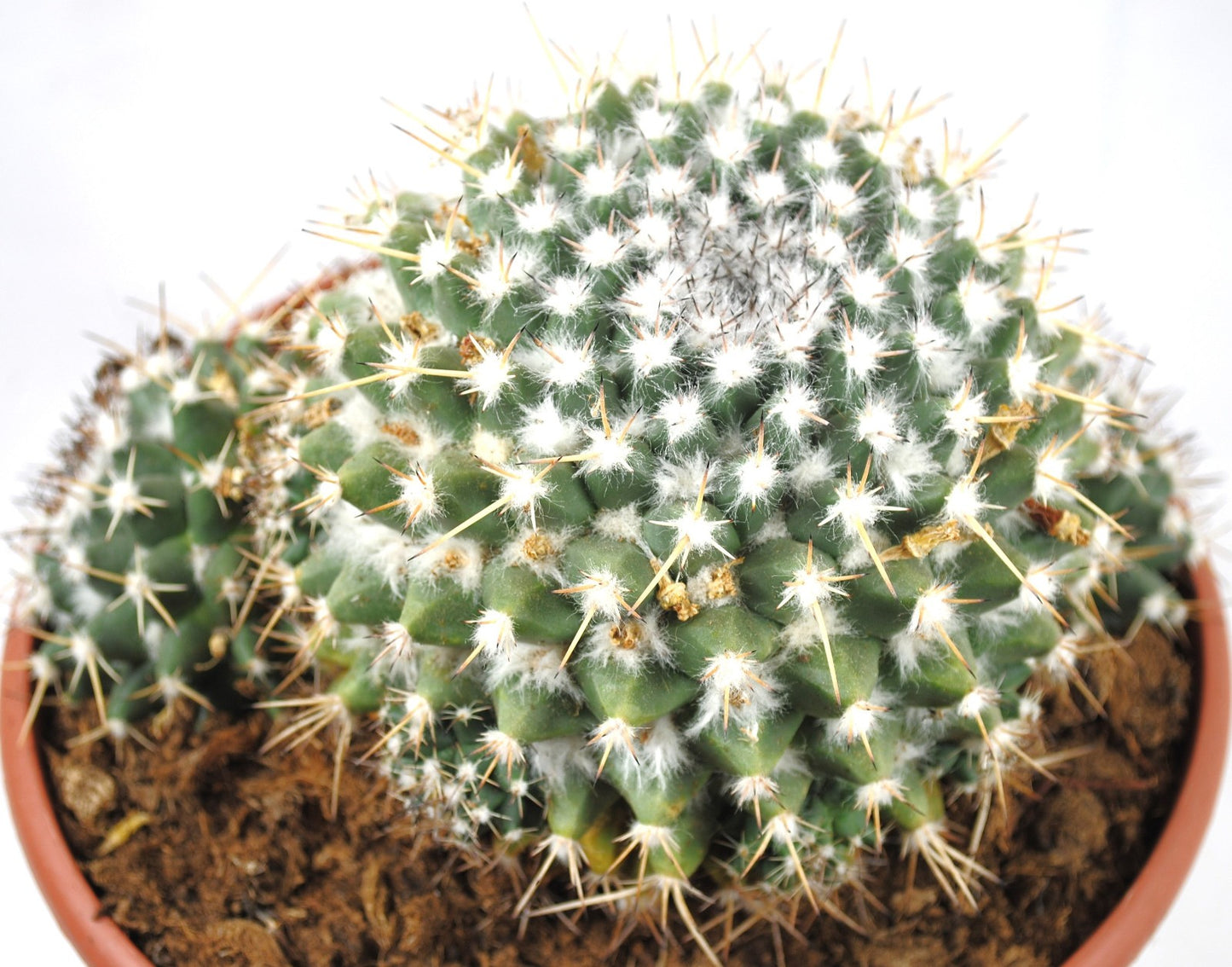 Mammillaria karwinskiana Warzenkaktus XXL-Kakteengruppe Pflanzen 20er Topf K 25