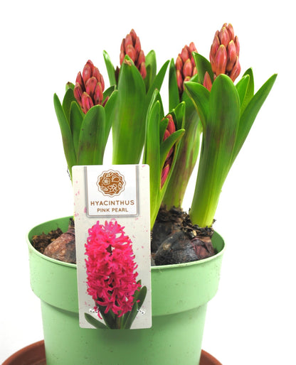 Hyazinthen 5 Zwiebel XXL Topf Frühlingsblüher blau weiß oder pink wählbar