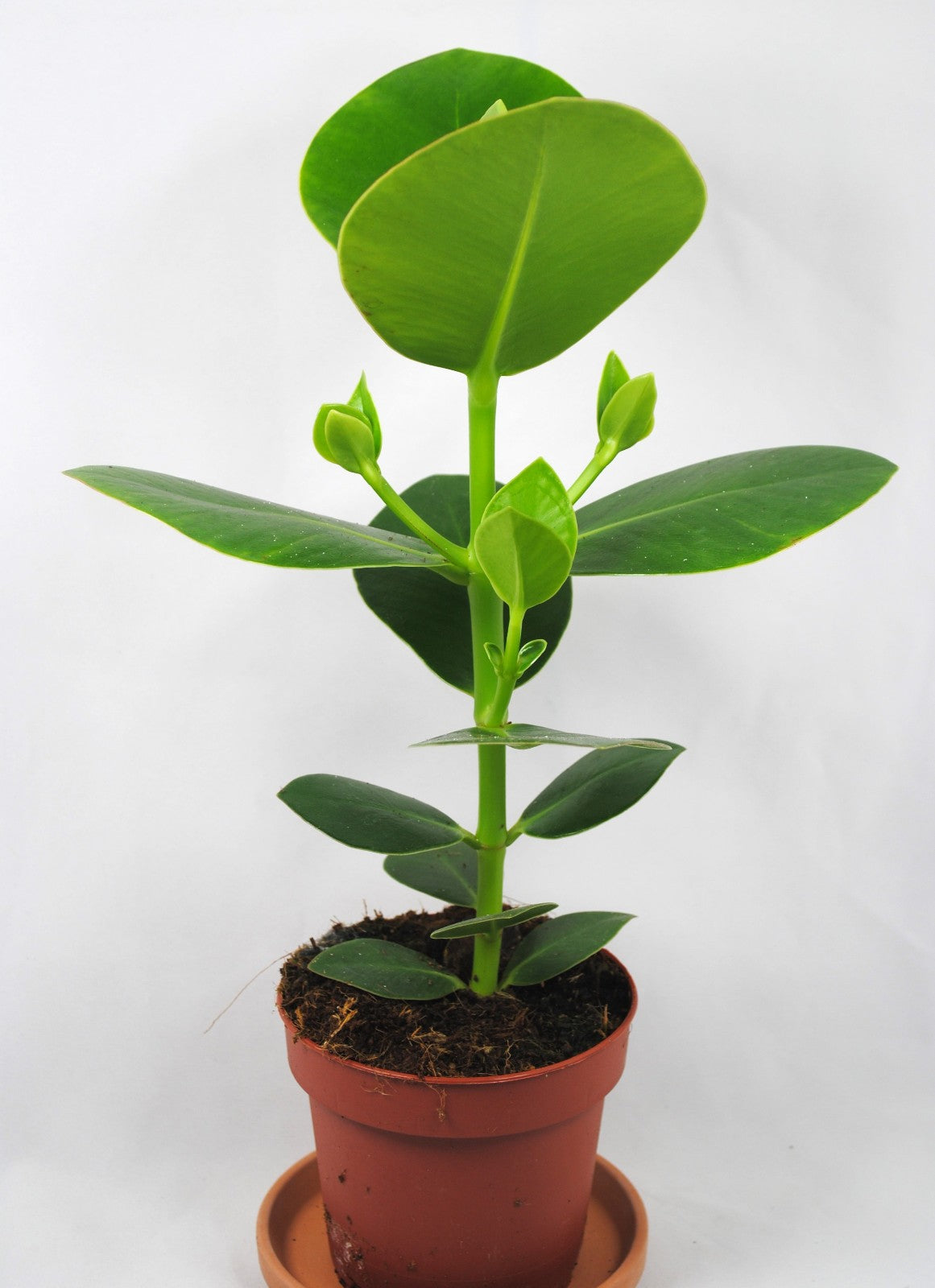 Clusia rosea Princess-Zimmerpflanze, pflegeleicht & robust-luftreinigend-30 cm