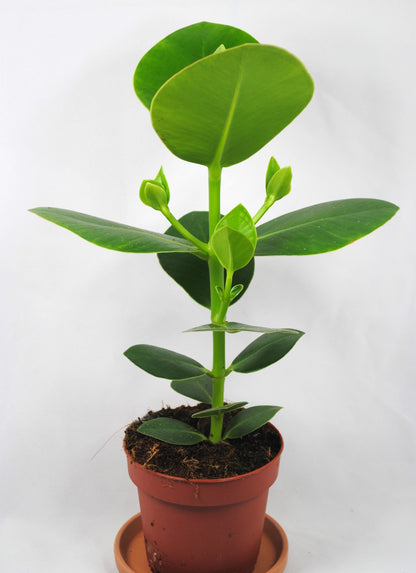 Clusia rosea Princess-Zimmerpflanze, pflegeleicht & robust-luftreinigend-30 cm