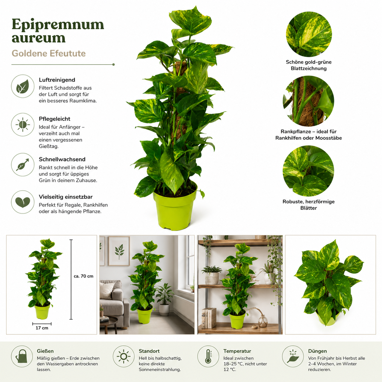 Goldene Efeutute Epipremnum aureum ca. 70cm Zimmerpflanze Rankpflanze Moosstab