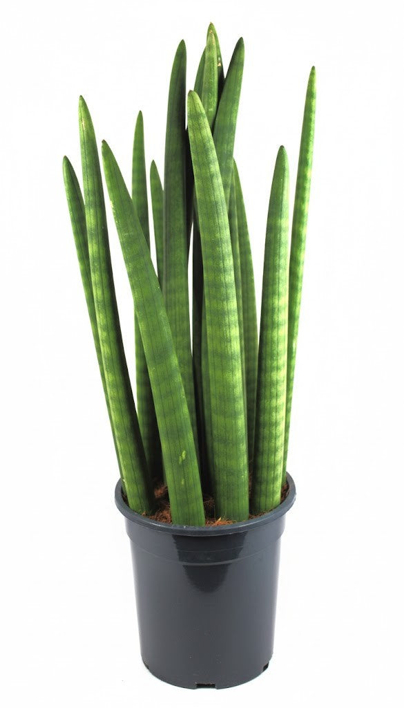 Sansevieria cylindrica Bogenhanf luftreinigend XXL Zimmerpflanze ca.55cm hoch
