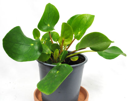 Pilea peperomioides Ufopflanze Glückstaler dekorative Zimmerpflanze ca.15cm
