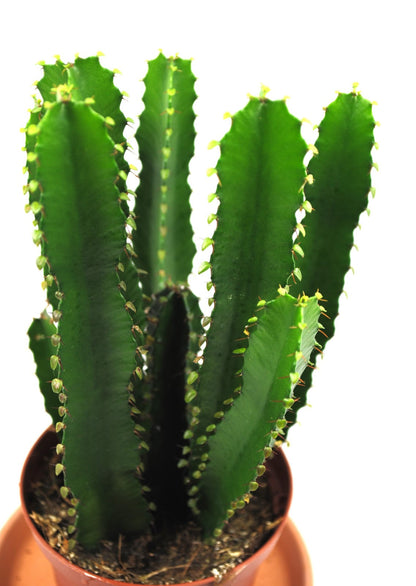 Euphorbia ingens kräftige sukkulente Pflanzen schön verzweigt ca.20cm 12er Topf