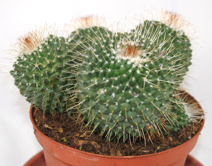 Mammilaria spinosissima 15cm Ø große Pflanzegruppe 14er Topf Kakteen Sukkulente