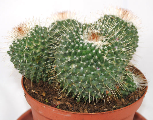 Mammilaria spinosissima,15cm Ø,große Pflanzegruppe, 14er Topf,Kakteen,Sukkulente