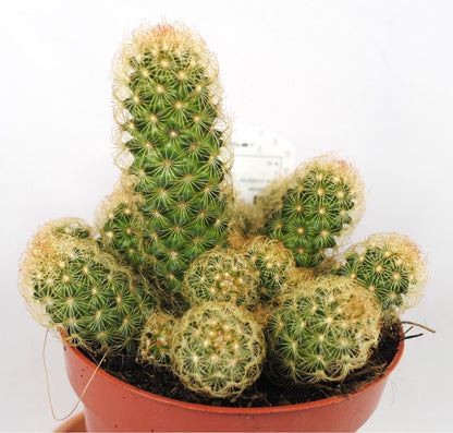 Mammilaria elongata,große Pflanzengruppe,im 12er Topf,Kakteen,Sukkulente,K 1