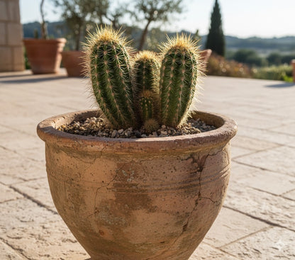 Pachycereus pringlei,Zaunkaktus,Kakteengruppe,Sukkulenten,14er Topf,K  37