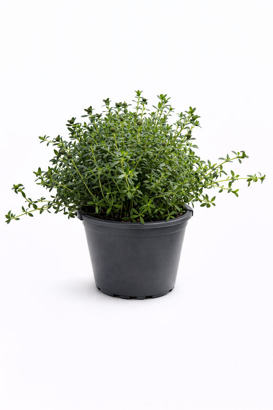 Thymian Kräuter Pflanze im Topf (Thymus) Aromatisches Küchenkraut