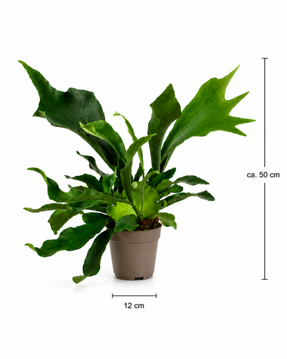 Geweihfarn Platycerium bifurcatum 50cm Zimmerpflanze Exotisch Pflegeleicht
