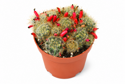 Mammillaria prolifera Warzenkaktus im 12cm Topf rote Früchte | Rarität K 32