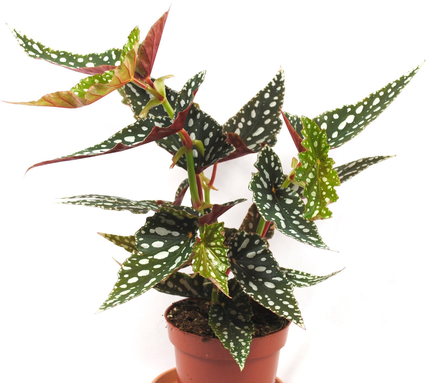 Begonia Maculata – Forellenbegonie – Polka Dot Pflanze –sehr dekorativ - ca.55cm