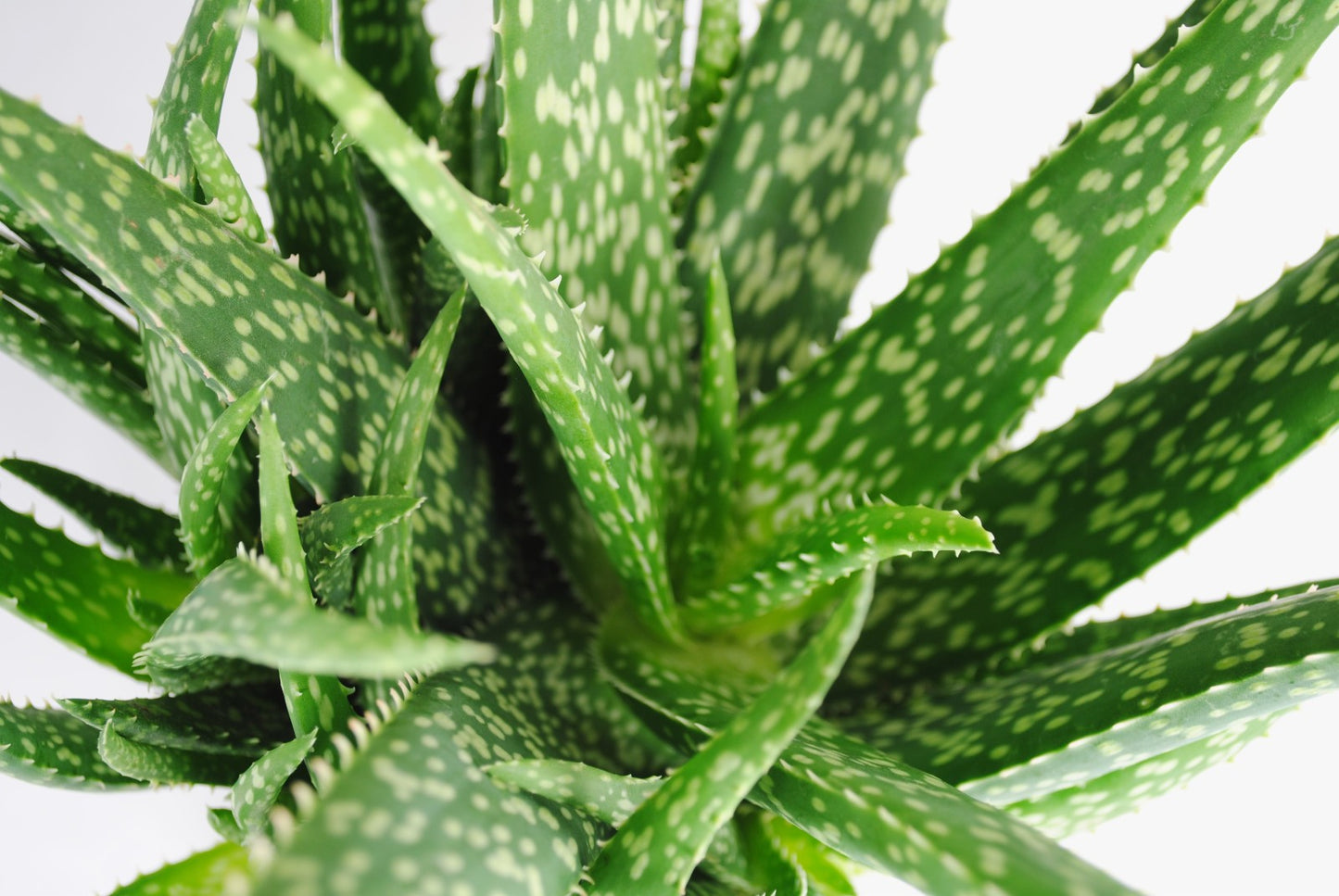 Echte Aloe Vera medizinisch ca.40cm üppige Pflanzen mit Ablegern 13er Topf