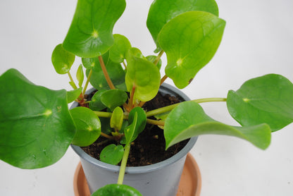 Pilea peperomioides Ufopflanze Glückstaler dekorative Zimmerpflanze ca.15cm