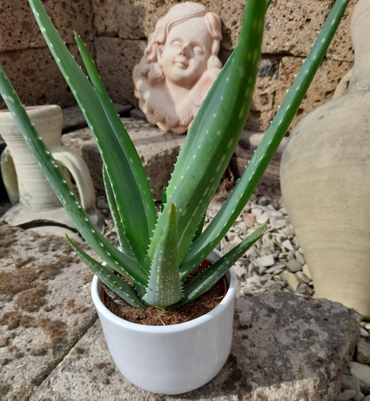 Echte Aloe Vera, medizinisch,im 12er Keramik-Topf