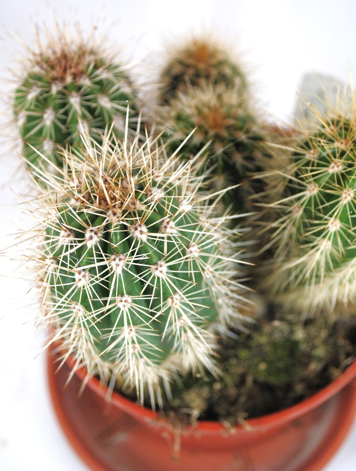 Pachycereus pringlei,Zaunkaktus,Kakteengruppe,Sukkulenten,14er Topf,K  37