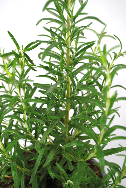 Rosmarinus officinalis Gewürzpflanze Küche Garten Kräuterpflanze winterhart 30cm