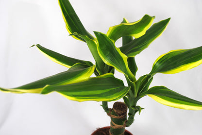 Dracaena braunii Lucky Bamboo Glücksbambus Zimmerpflanze Hydrokultur 40cm hoch