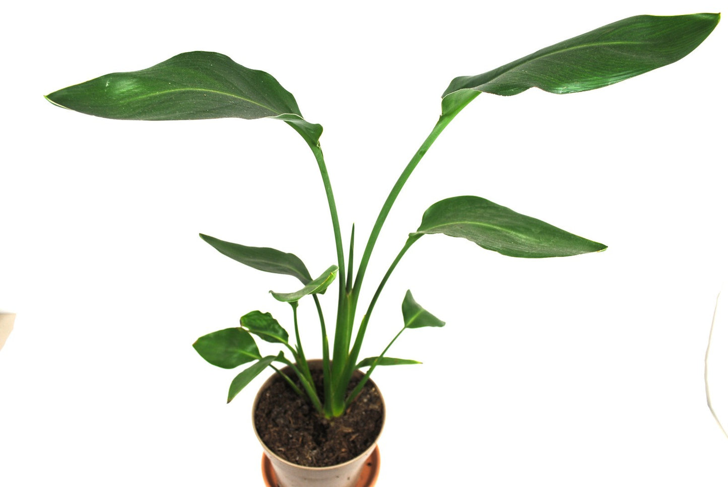 Strelitzia reginae 🌿 Paradiesvogelblume – Tropische Zimmerpflanze, pflegeleicht
