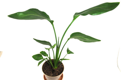 Strelitzia reginae 🌿 Paradiesvogelblume – Tropische Zimmerpflanze, pflegeleicht