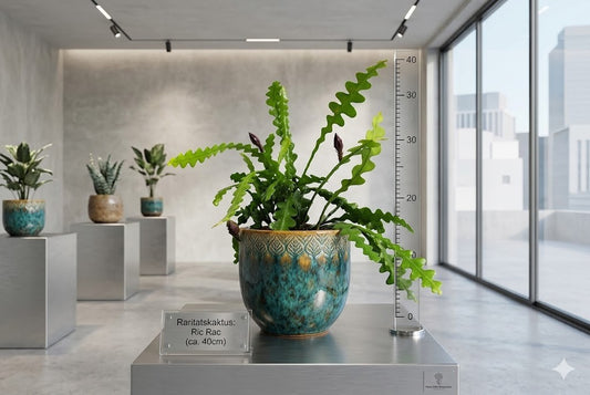 Sägeblattkaktus ca. 40cm – Epiphyllum anguliger – Ampel-Hängepflanze Rarität