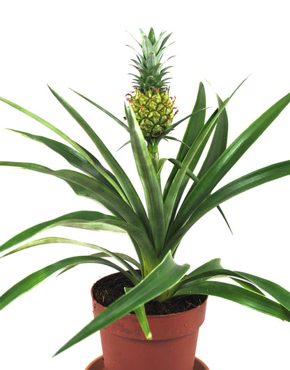Ananas comosus,Zierananas mit Frucht,Bromelie,Kübelpflanze,ca. 40cm,12er Topf