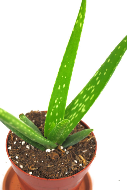 Echte Aloe Vera medizinisch Kosmetik 25cm sehr üppige Pflanzen im 12er Topf