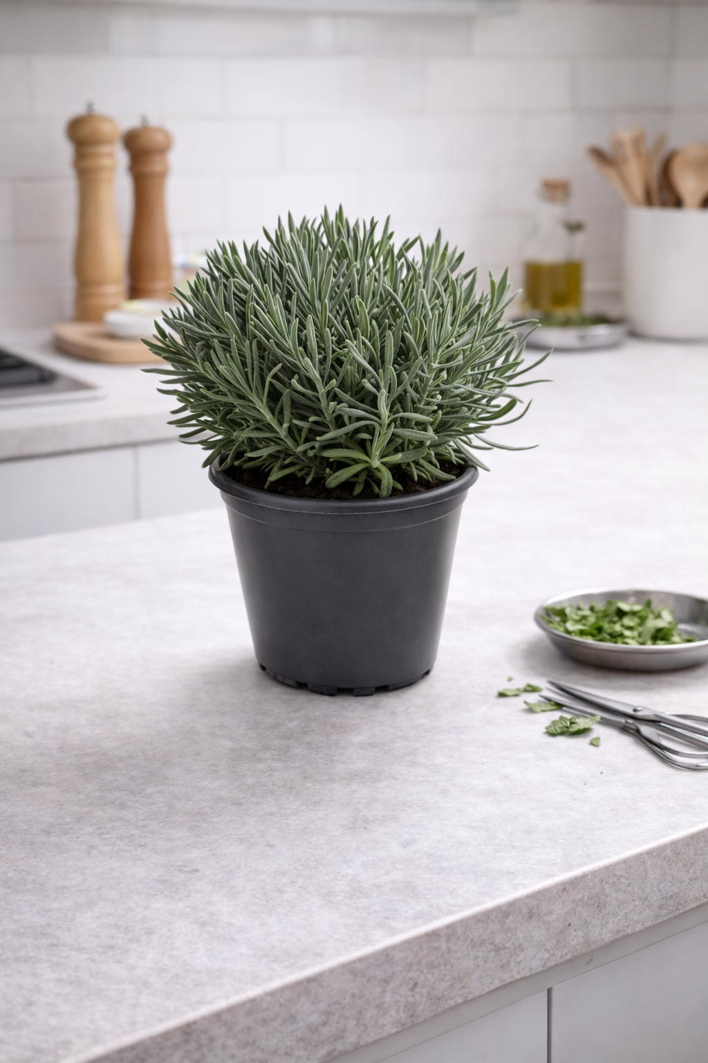 Lavendel Pflanze im Topf (Lavandula) Aromatische Kräuter Duftpflanze –  GartenGees GmbH