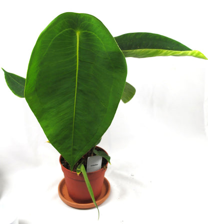 Anthurium scherzerianum - Flamingoblume - seltene Zimmerpflanze - 50 cm hoch